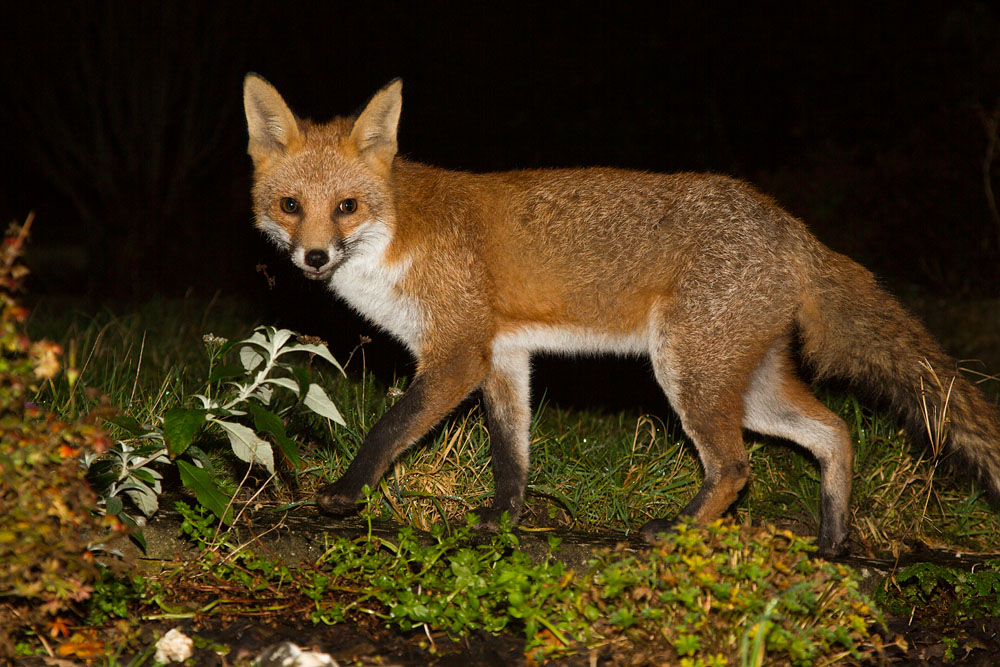 0112142811130208.jpg - Fox at night
