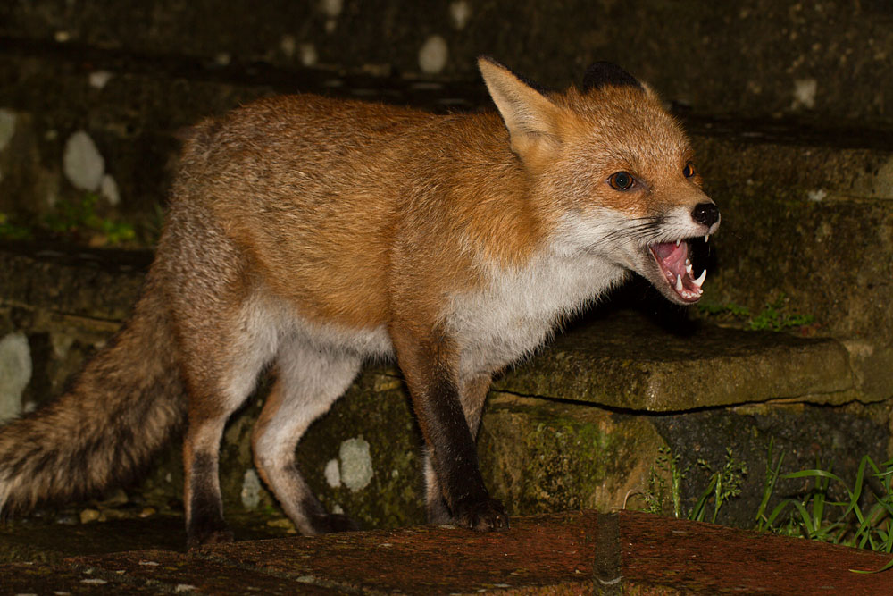 0201140101144867.jpg - Fox in garden after rain