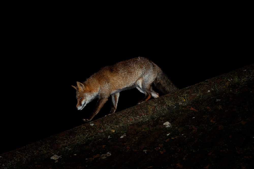 0201212312202370.jpg - Wolfy on the roof
