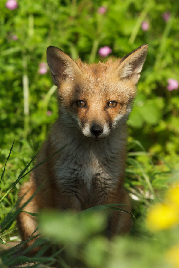 0202172605139011.jpg - Fox cub sitting in the garden