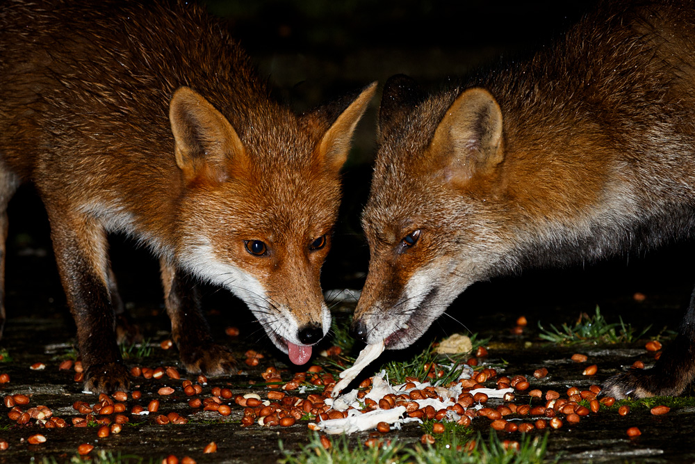 0202200202205404.jpg - Stumpy and Wolfy share a meal