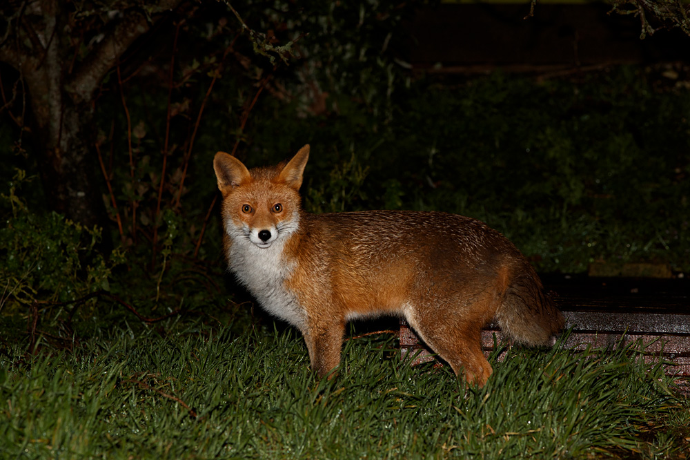0203202902209177.jpg - Stumpy at night