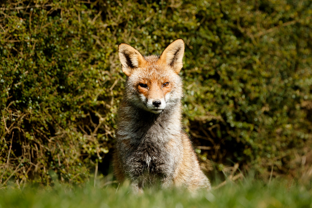0203210203214228.jpg - Wolfy in the sunshine