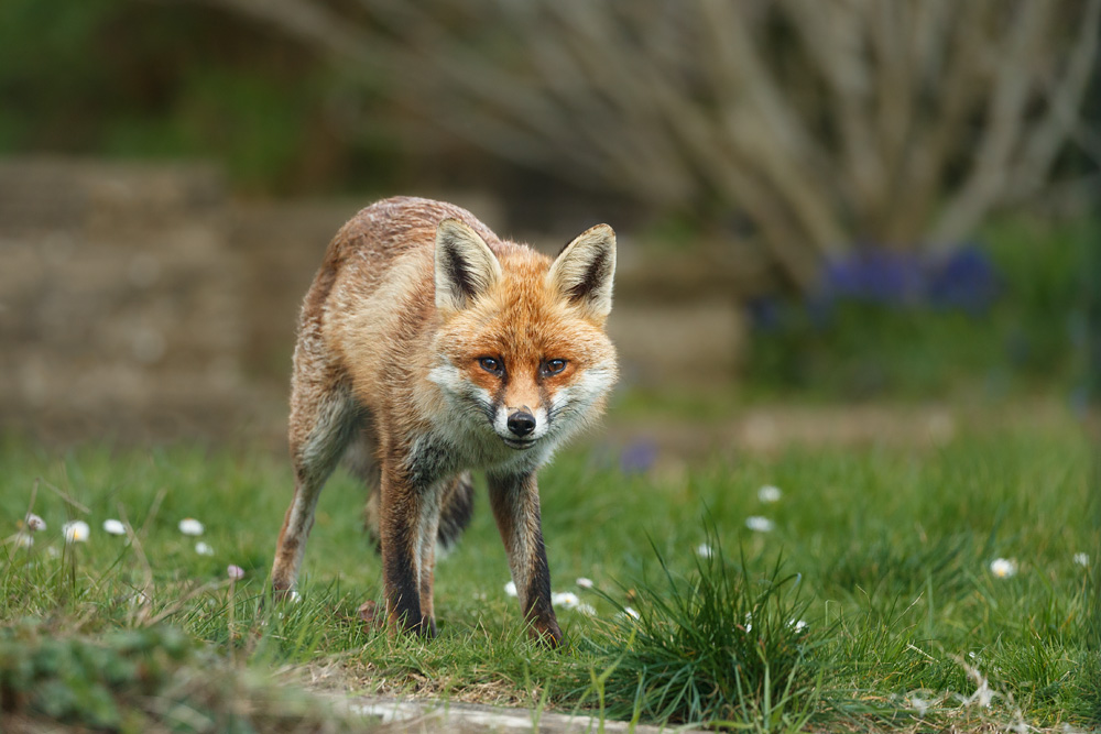 0204220204221922.jpg - Dog fox