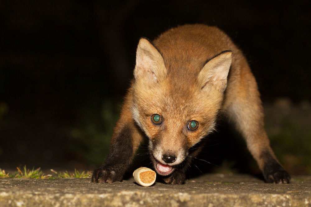0205130105132321.jpg - 9-week old fox cub (Vulpes vulpes) portraits eating peanuts and posing.