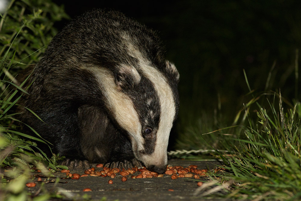 0206152805157033.jpg - Badger on the path