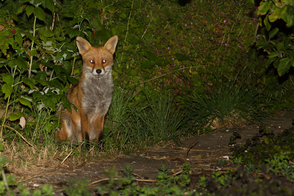 0207142806148024.jpg - Fox with nicked ear in garden