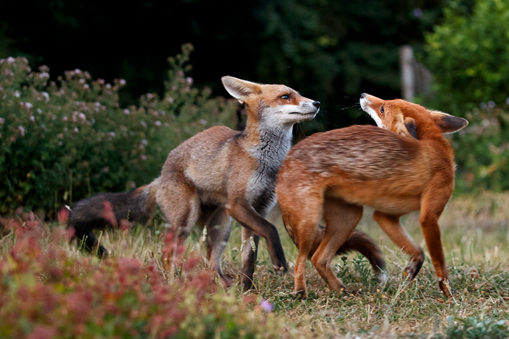 0207180207181210.jpg - Wolfie and Pretty playing