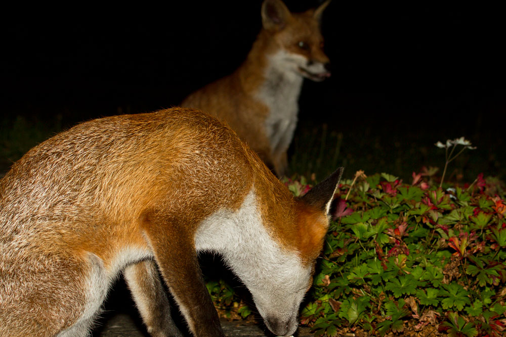 0209120109129231.jpg - Suburban fox visiting a garden in Sussex.