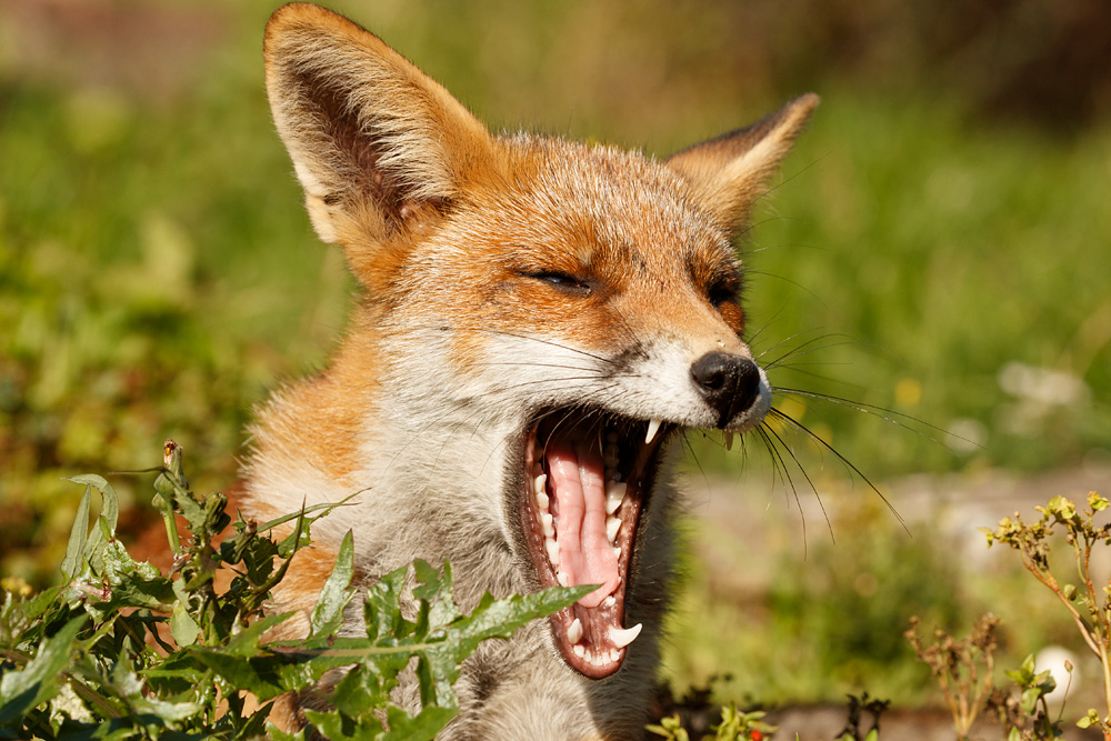 0209180209183510.jpg - Portrait of Scamp, the young vixen