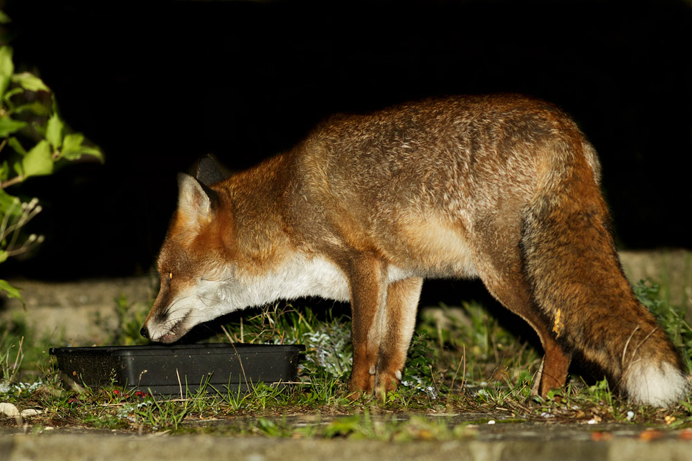 0210160210164312.jpg - Fox at watering trough