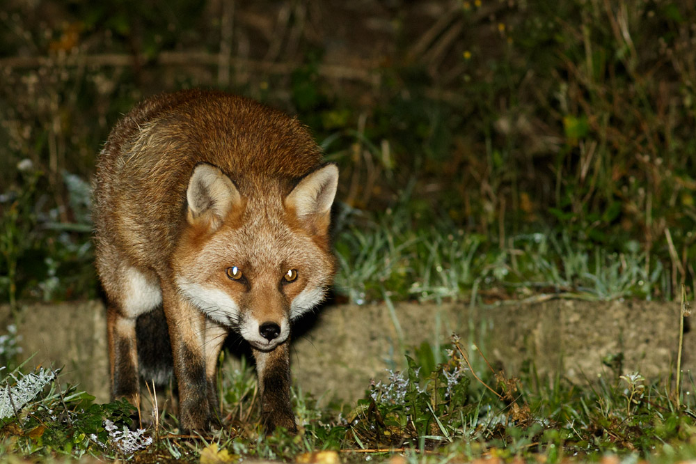 0211163110166849.jpg - Fox in garden