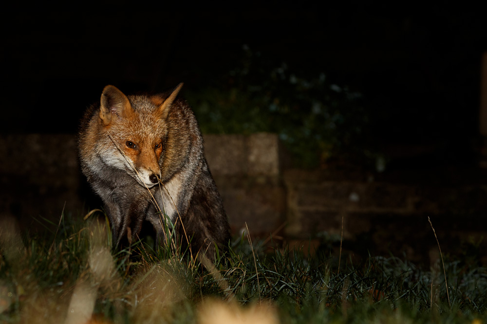 0212190212192654.jpg - Wolfy prowling
