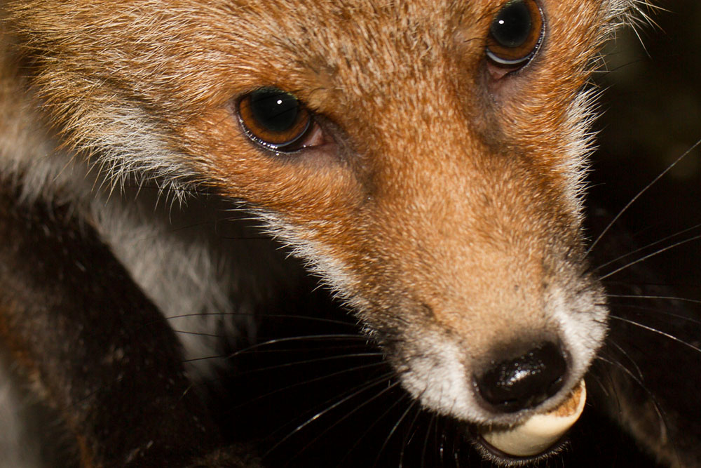 0301140101144875.jpg - Fox in garden after rain