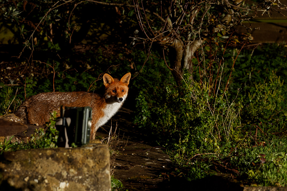 0302200302205451.jpg - Young fox