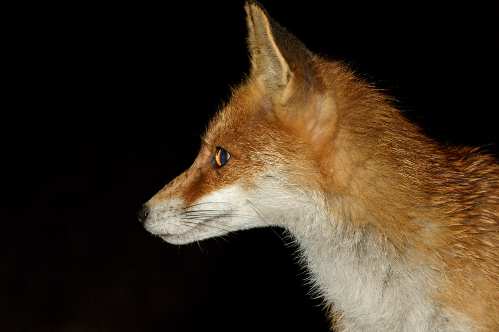 0304180204180341.jpg - Portraits of the Pretty Vixen