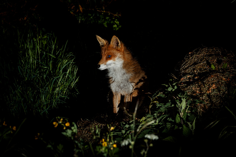 0305220305225073.jpg - Stumpy at night