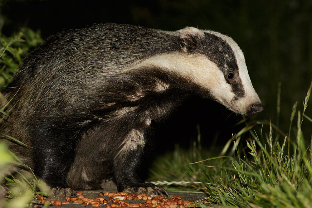 0306152805157036.jpg - Badger on the path