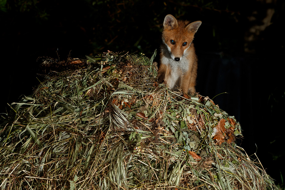0306210406211581.jpg - Fox cub on compost heap