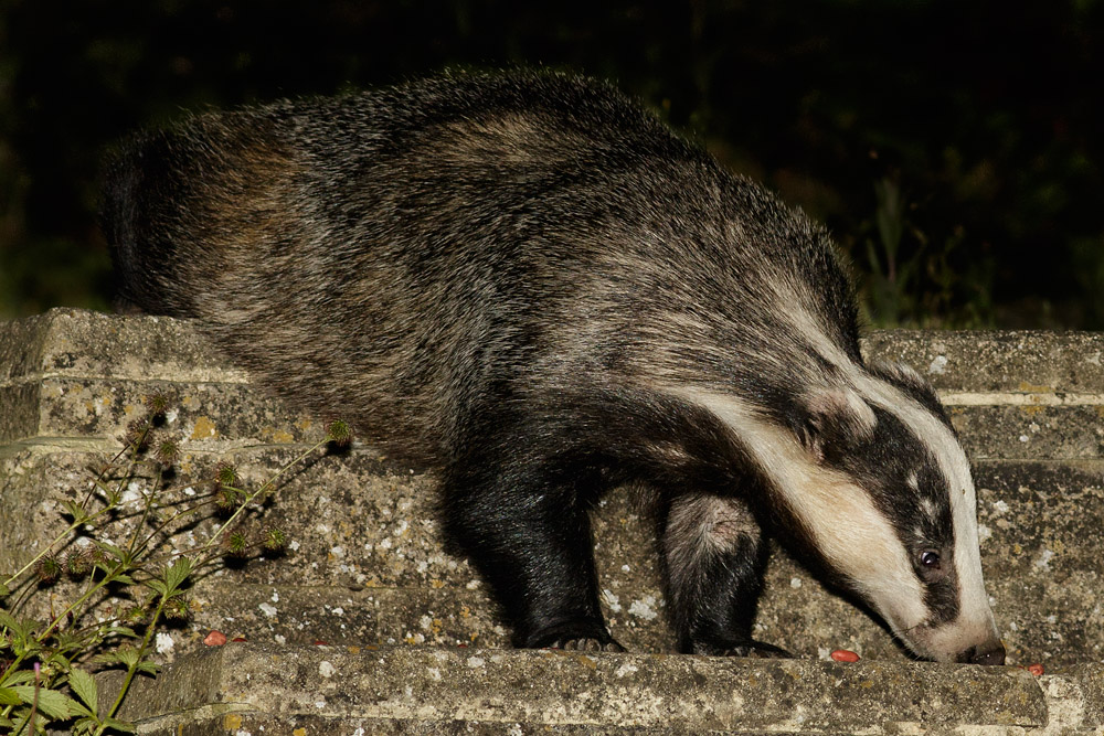 0307152806153124.jpg - Badger on patio