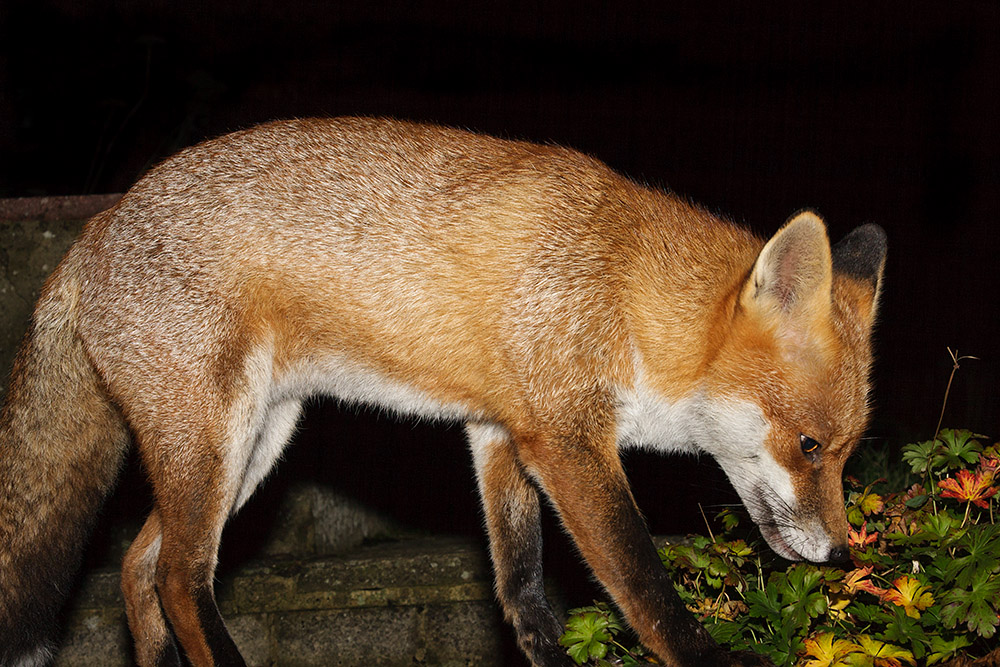0307161511091199.jpg - Fox and plant