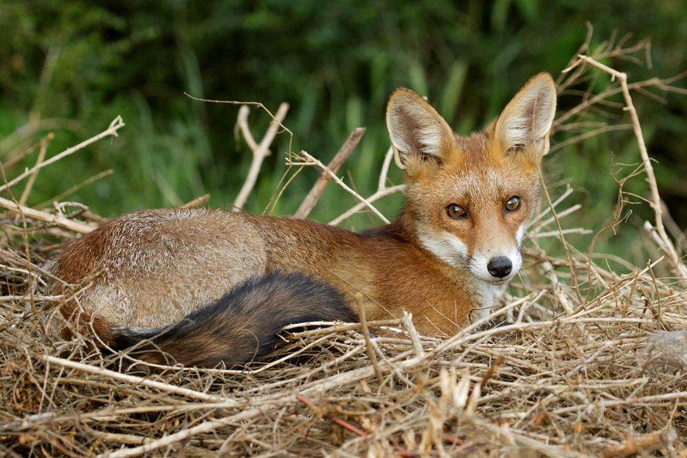 0307170207175224.jpg - Fox cub resting
