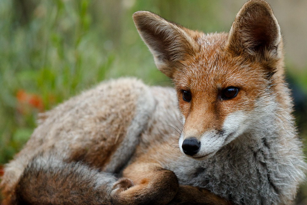 0307210107214020.jpg - Fox cub early evening