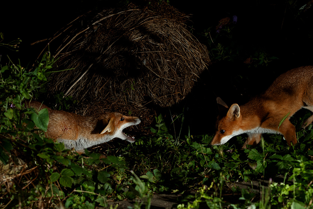 0308210108216069.jpg - Two fox cubs