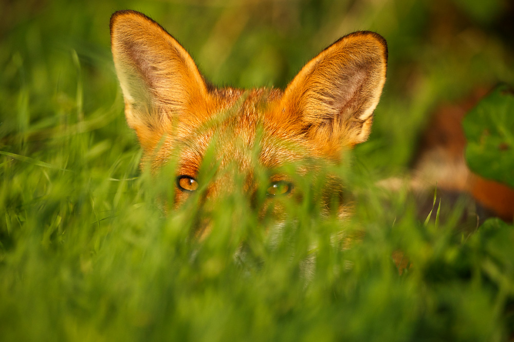 0309180309183944.jpg - Portrait of Long Nose, the young male