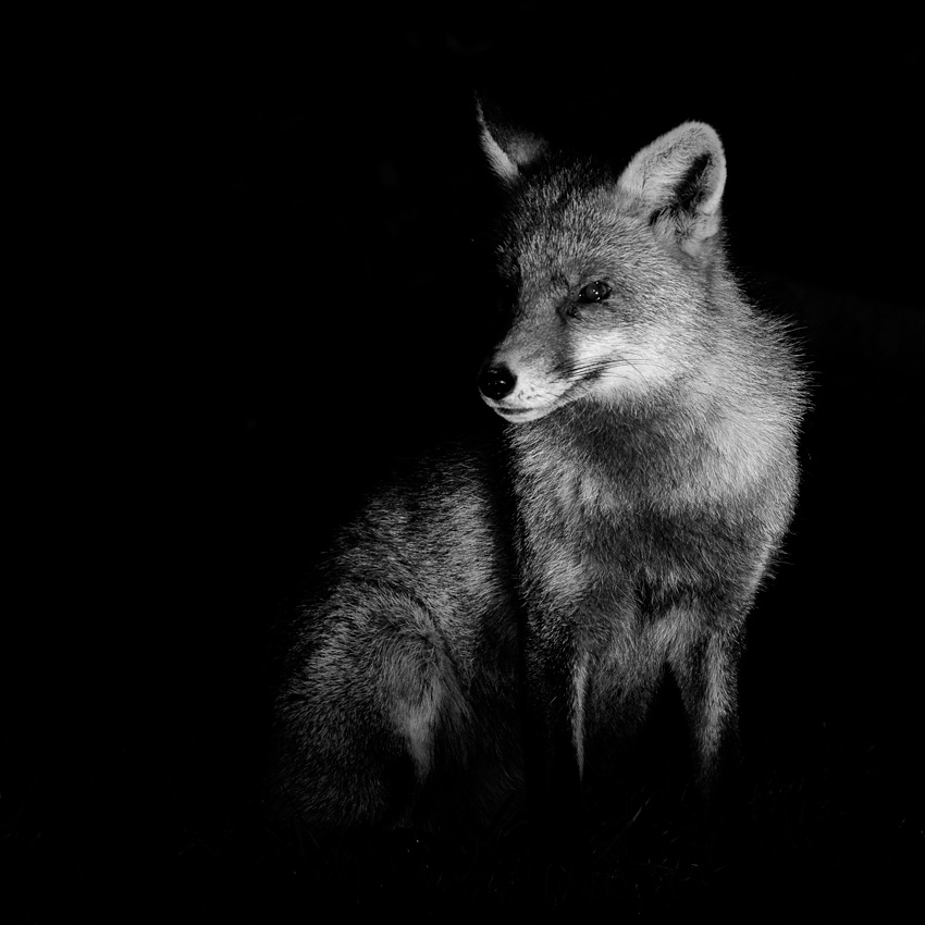 0311200311209260.jpg - Wolfy at night