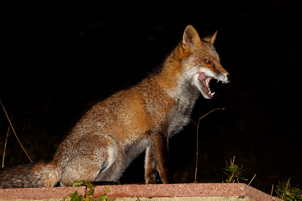 0312190212192696.jpg - Portrait of Wolfy