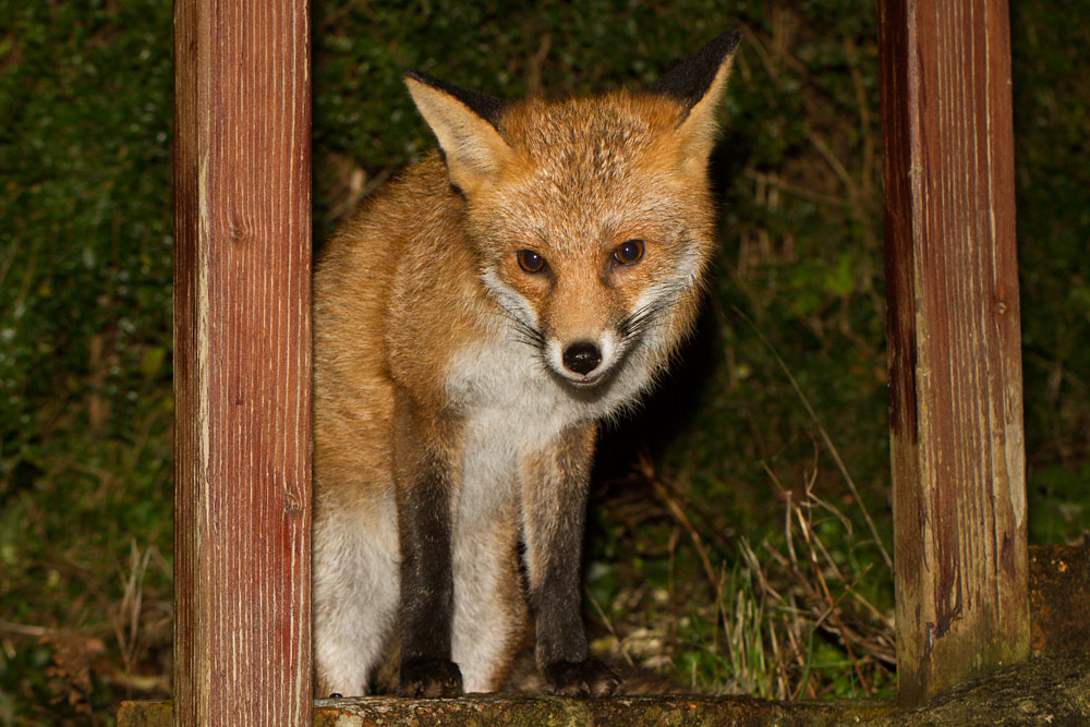0401143112134854.jpg - Fox in garden