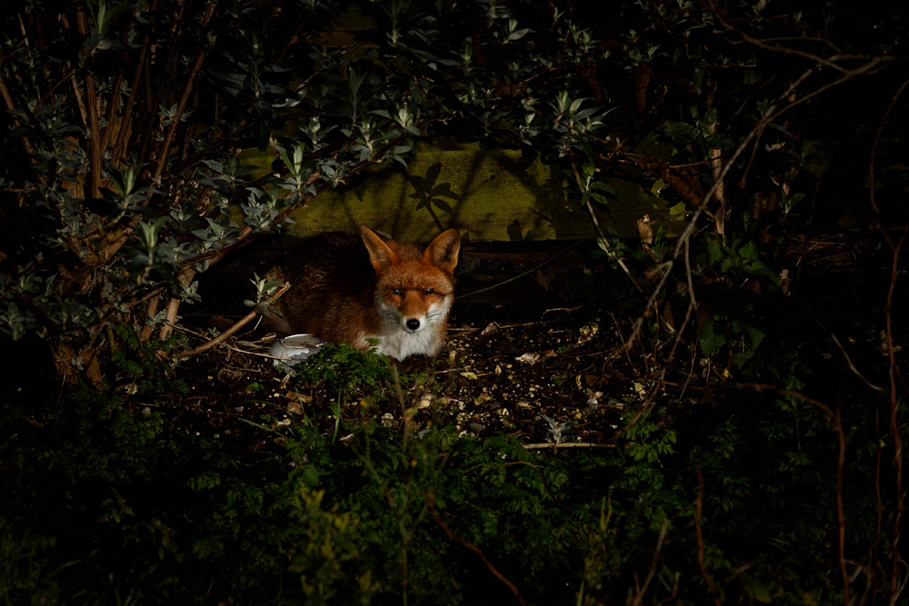 0402200402205459.jpg - Young fox (Stumpy)