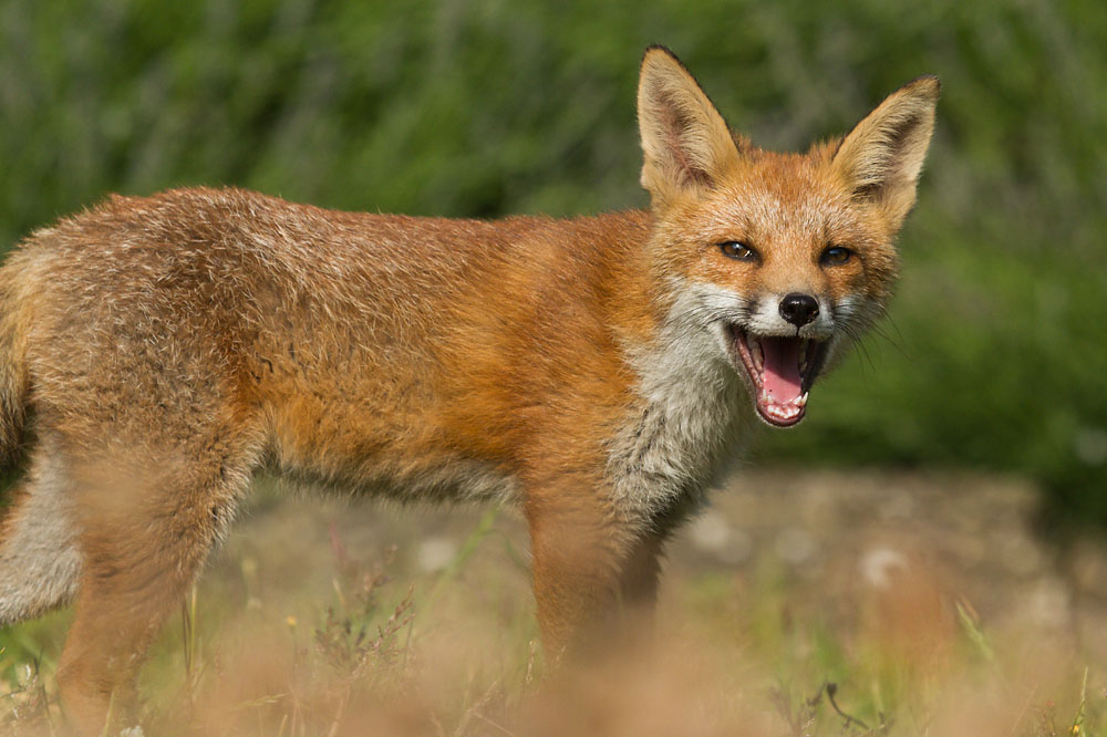 0403151107130414.jpg - Fox cub smiling