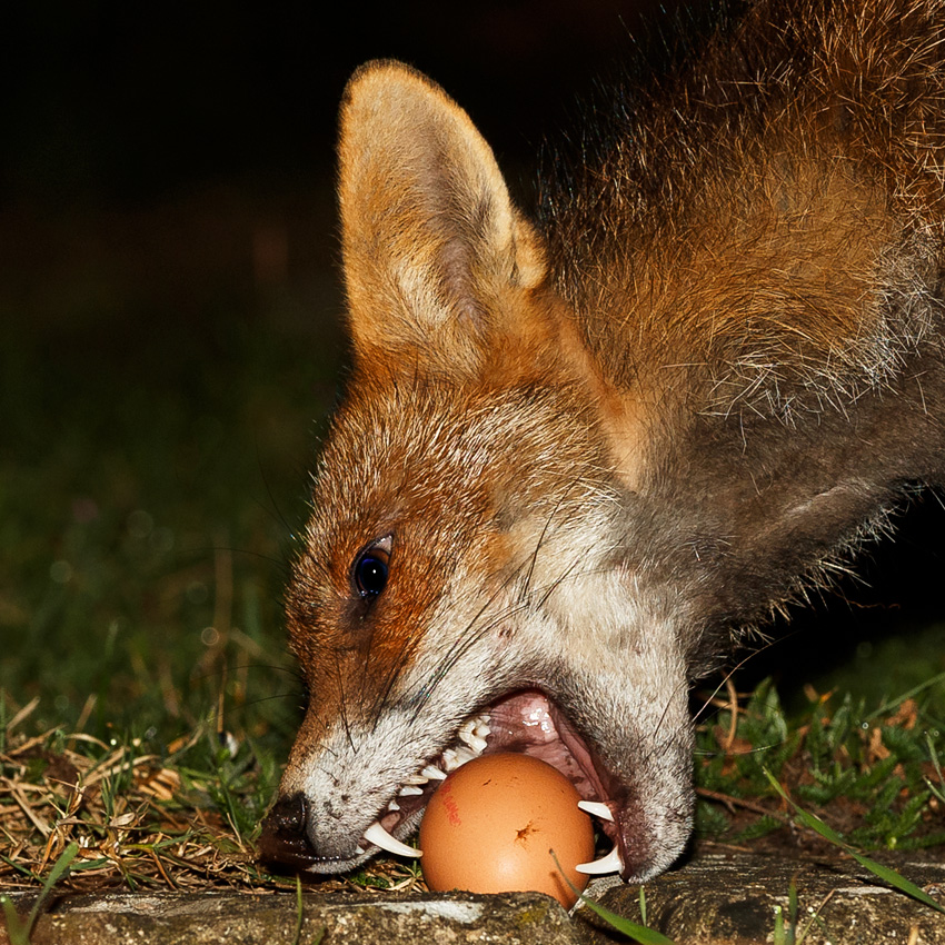 0403190203196074.jpg - Wolfy (vixen) at night with egg
