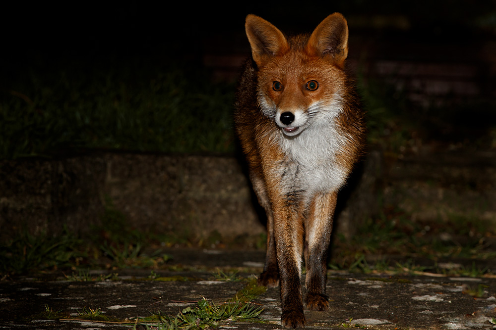 0403200403209217.jpg - Young Fox (Stumpy)