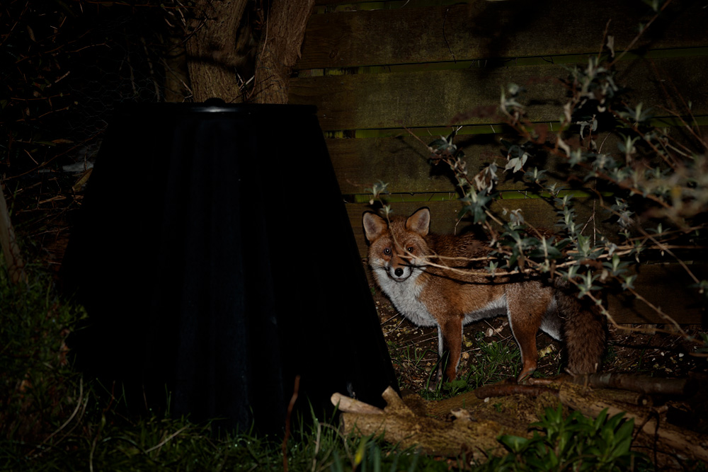 0403210503214273.jpg - Dog fox