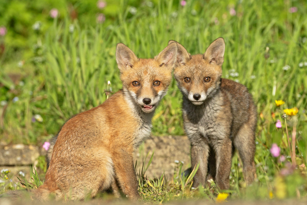 0405180305184664.jpg - The fox cubs enjoy the afternoon sunshine, minded by Pretty Vixen (a 'helper' vixen) who is just over a ear old and is probably a half-sister to this brood.