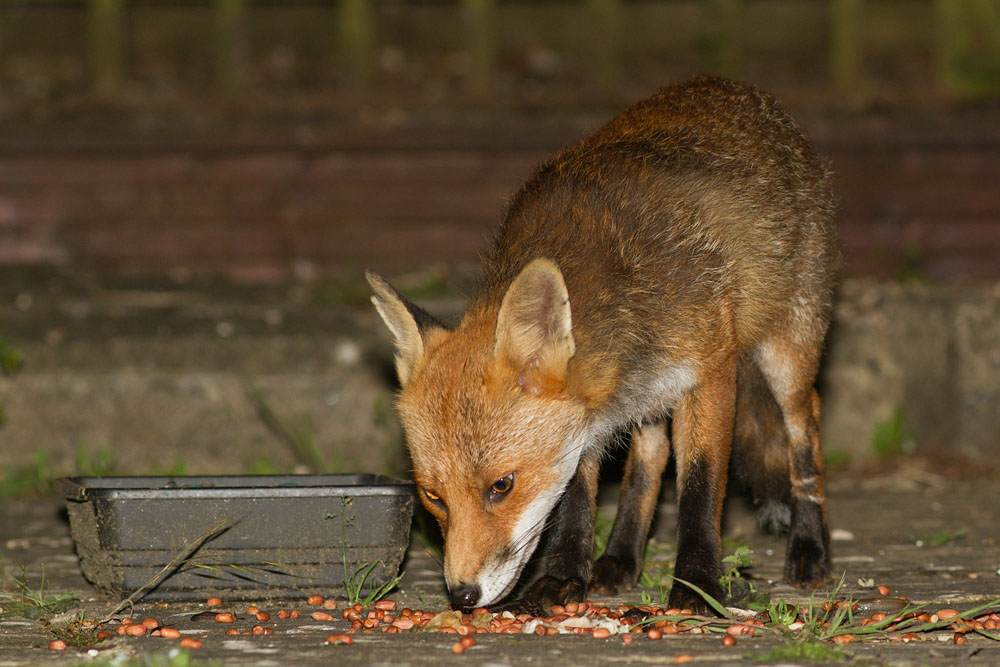 0406140306141958.jpg - Fox with nicked ear in garden