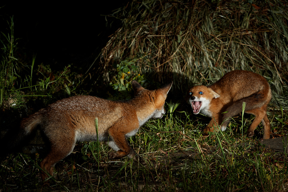 0406210406211551.jpg - Squabbling fox cubs