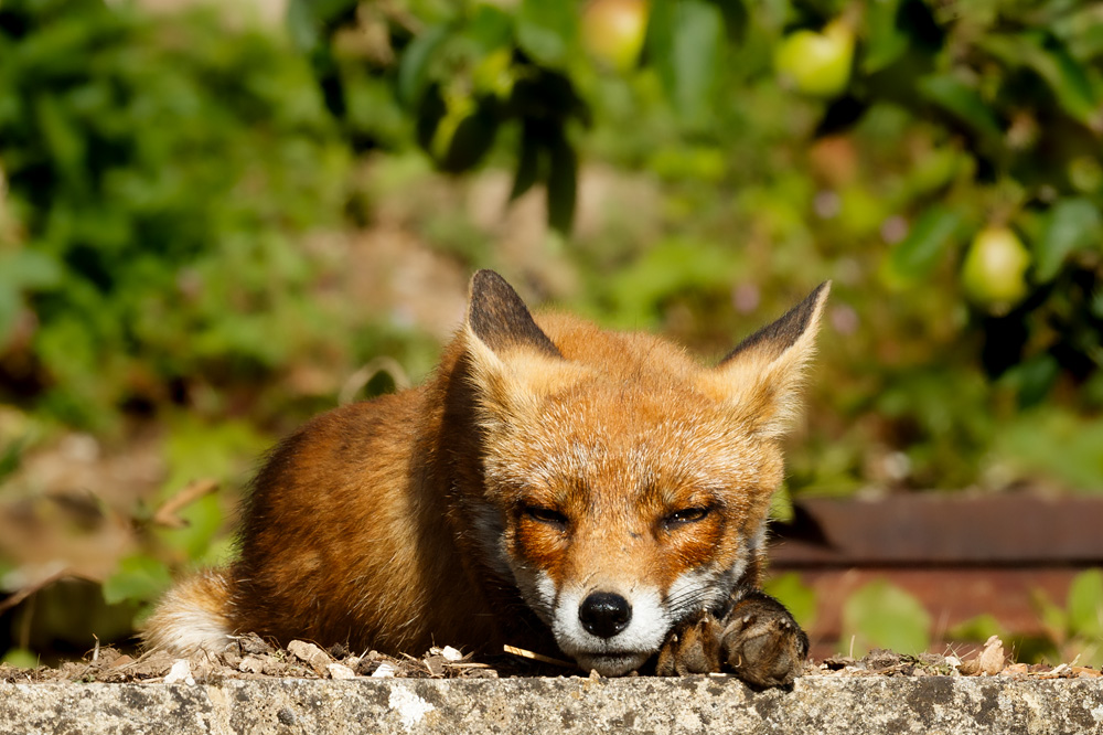 0407190407190246.jpg - Wolfy stretching in the sun