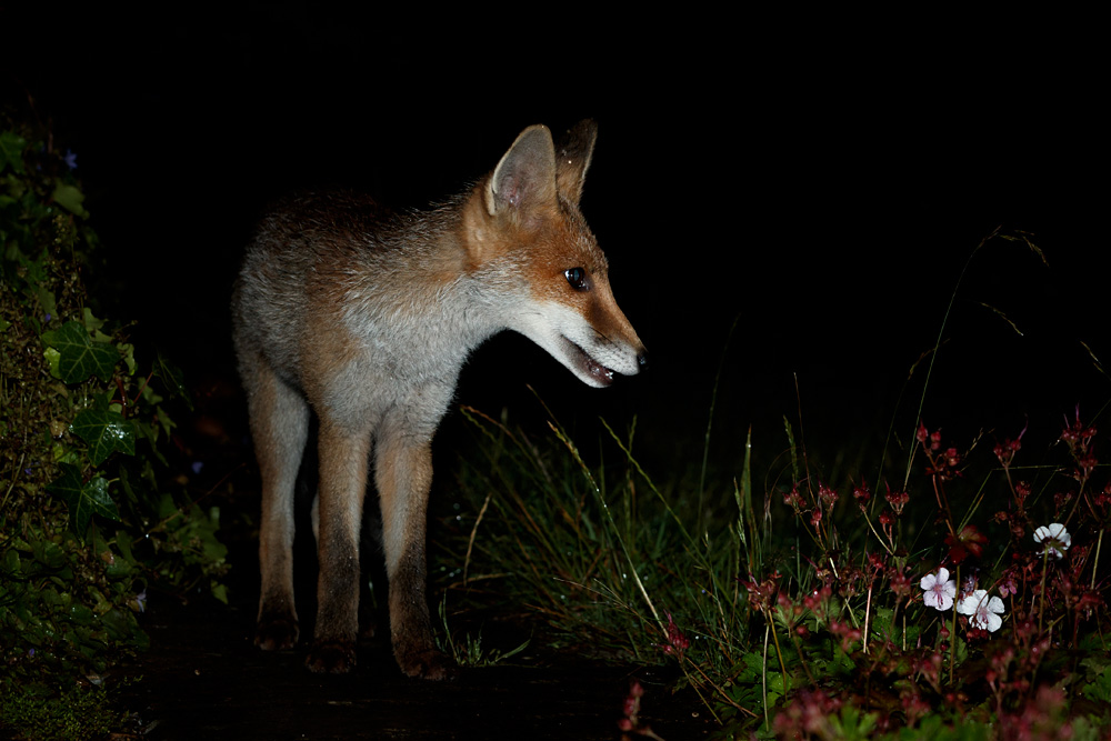 0407210307214090.jpg - Fox cub at night