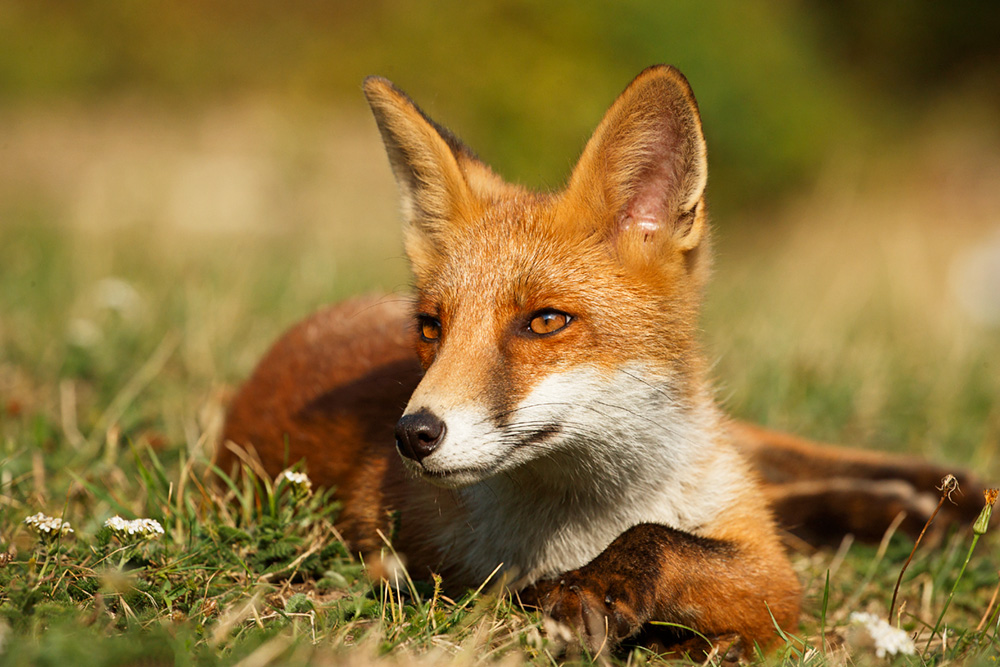 0408180408184137.jpg - Portrait of a young fox (Long Nose)