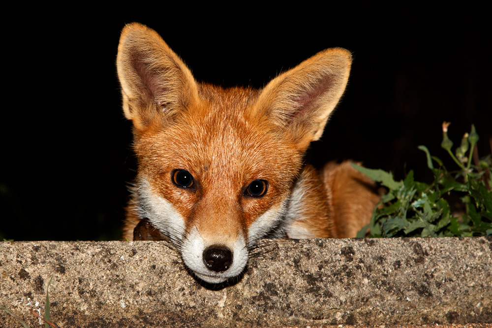 0409180409184719.jpg - Pretty Vixen