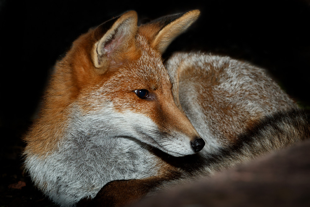 0409210109219025.jpg - Fox curled (Blondie)