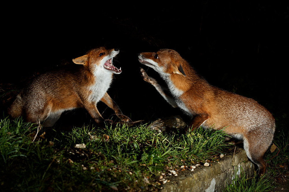 0411210411213431.jpg - Stumpy and Lopa in friendly stand-off