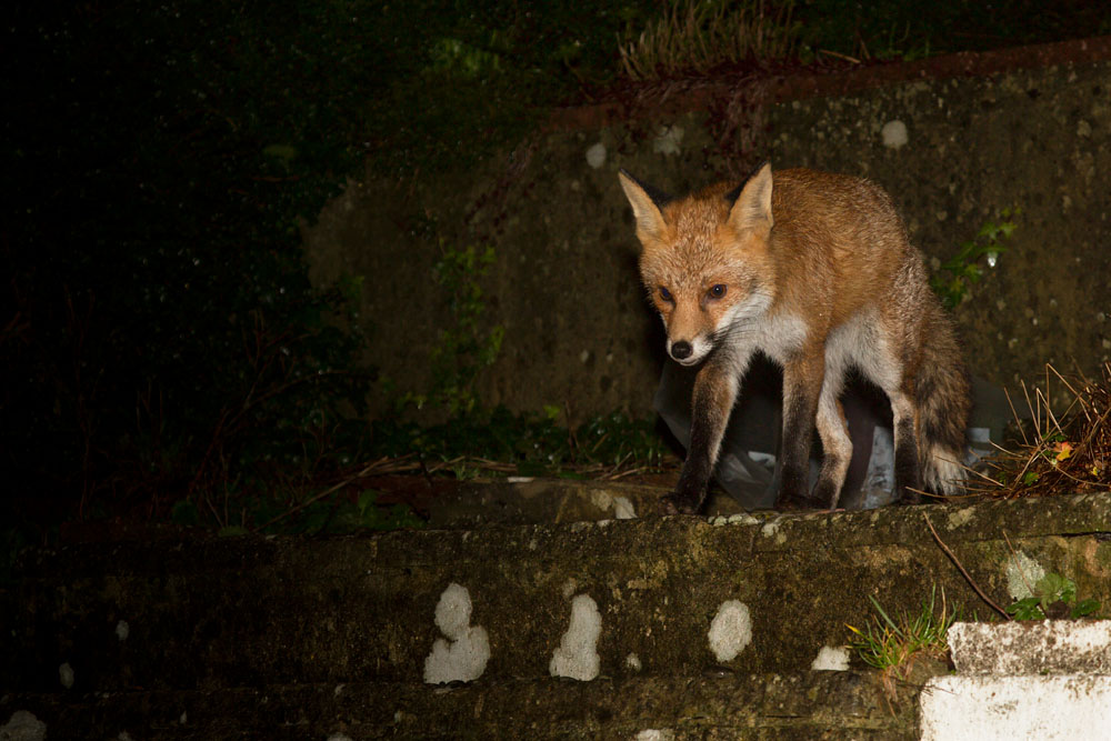 0501140401145314.jpg - Fox in garden after rain