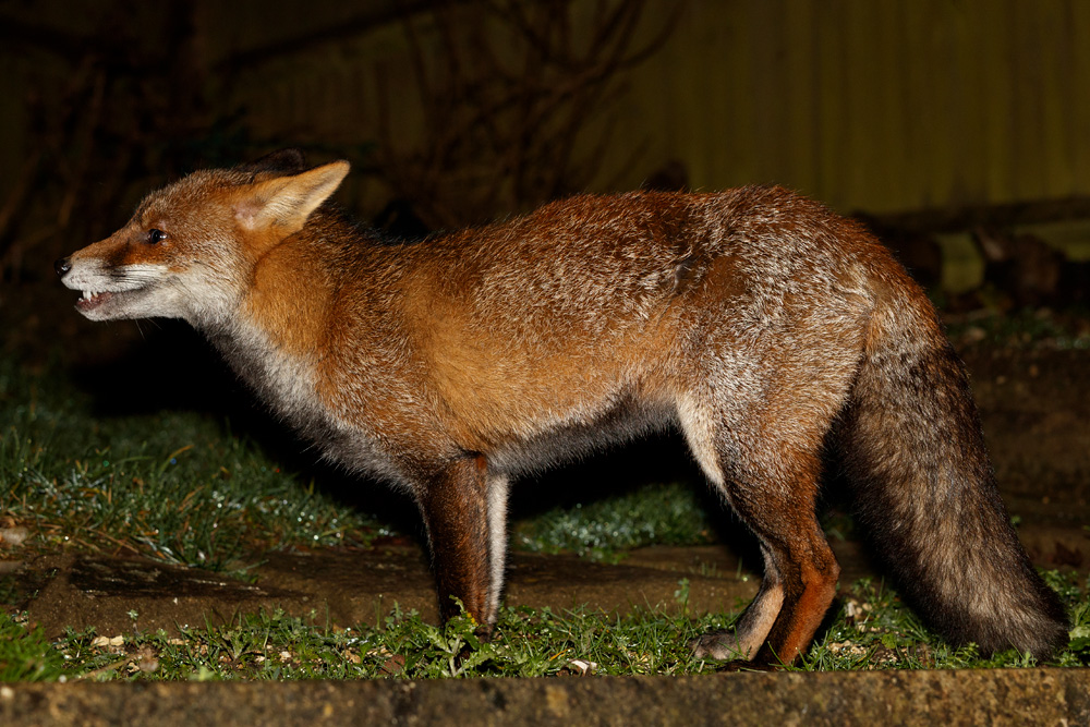 0501200101203100.jpg - Full profile of a vixen (Wolfy)