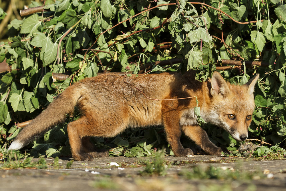 0502172605139075.jpg - Fox cub stalking