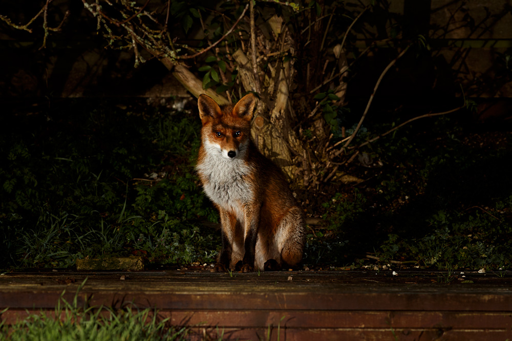 0502200502205545.jpg - Young fox (Stumpy)
